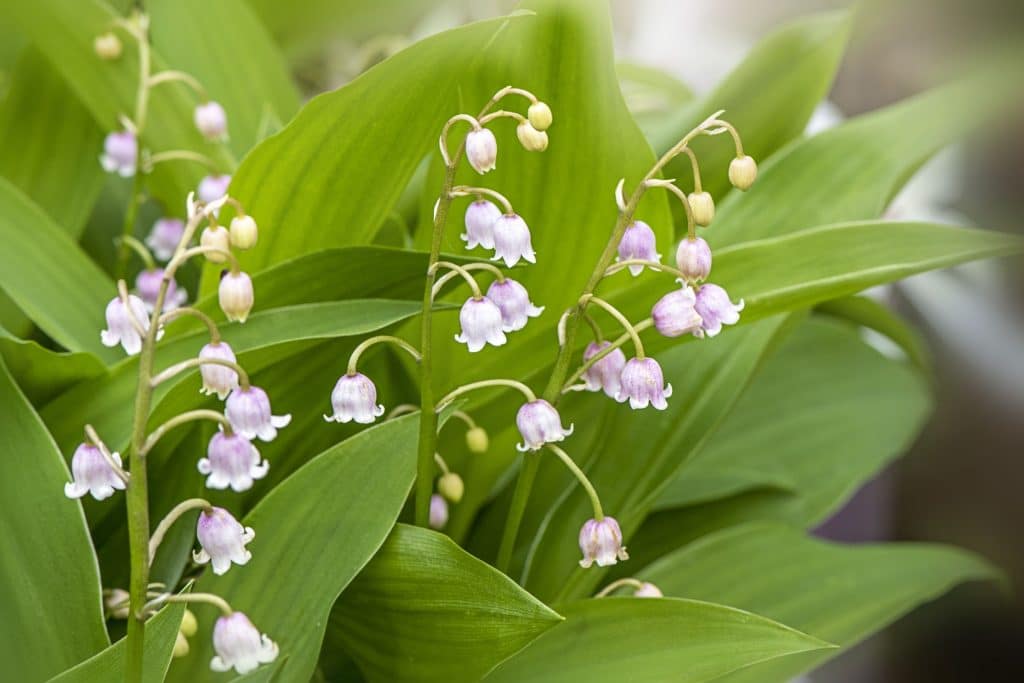 planter le muguet