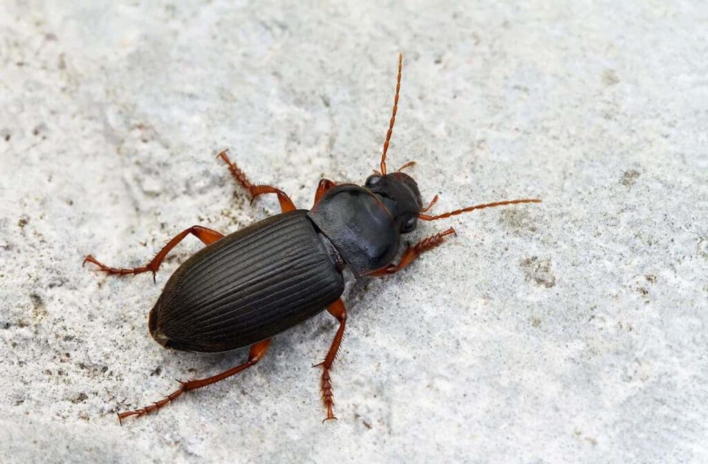 cafard noir de jardin