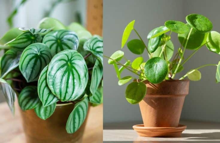 comparaison peperomia et pilea