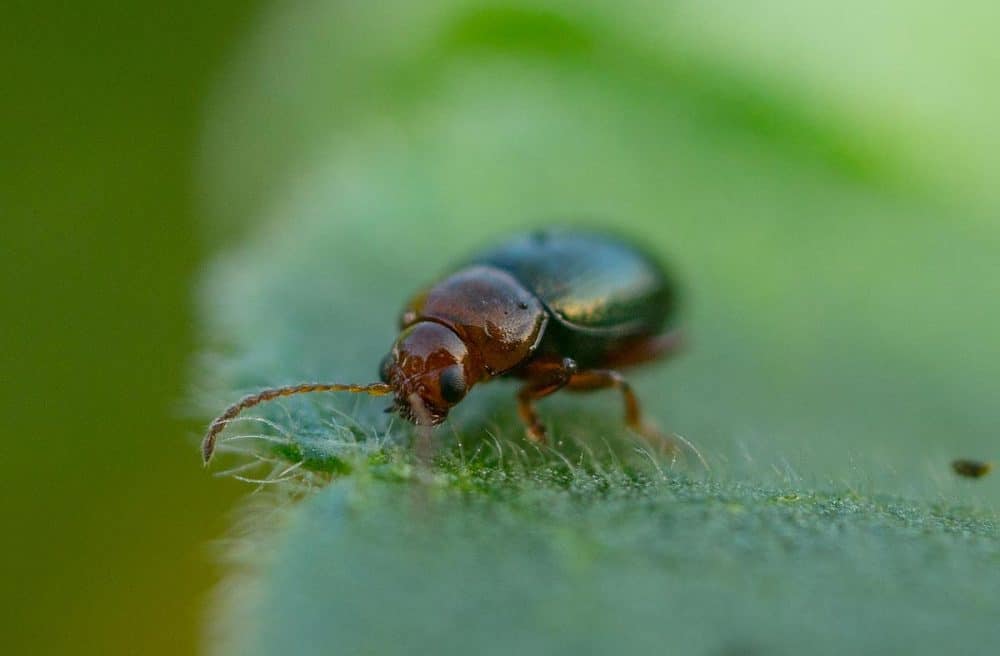 invasion de puces dans le jardin