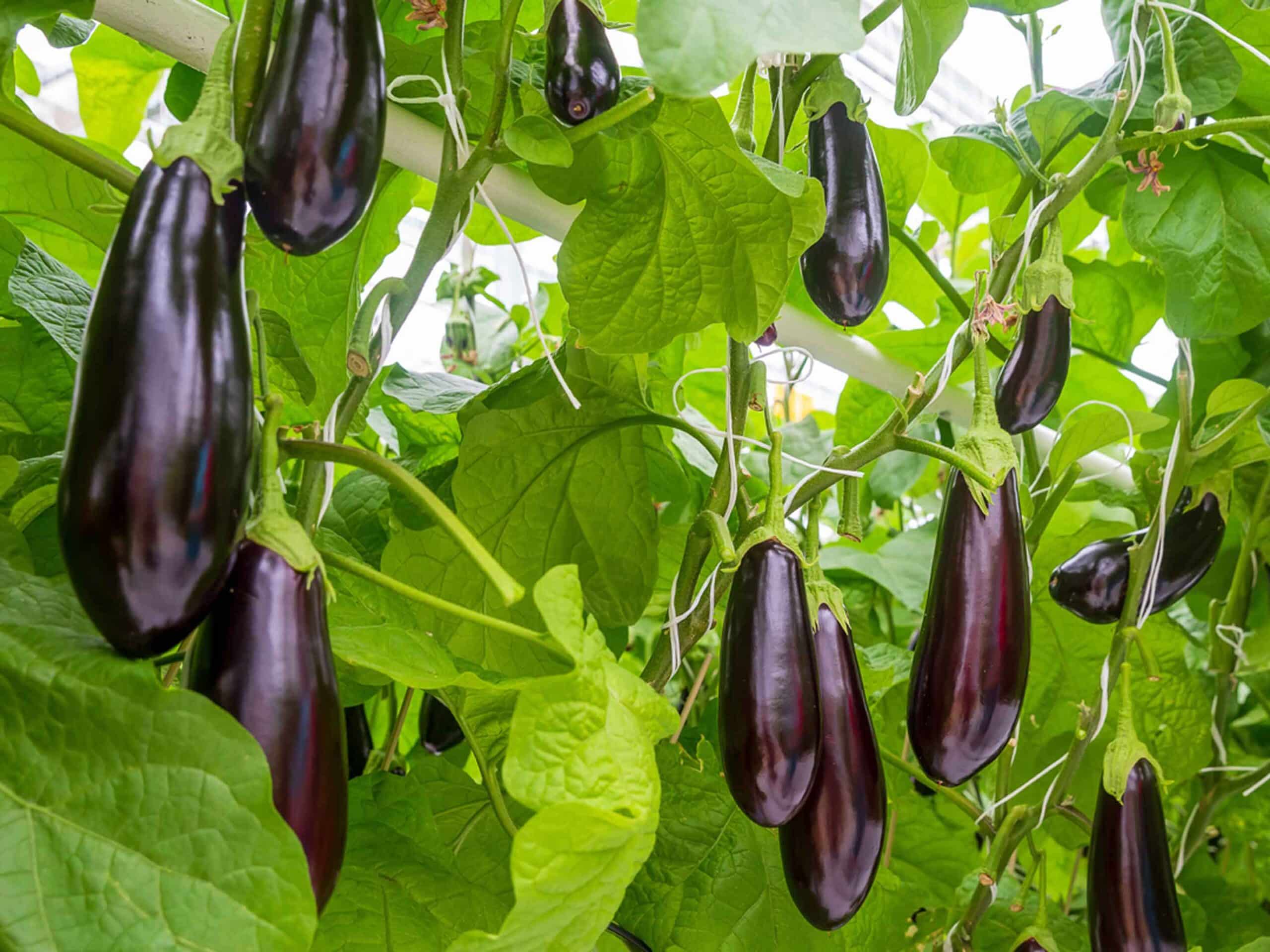 peut on garder un pied d'aubergine d'une année sur l'autre