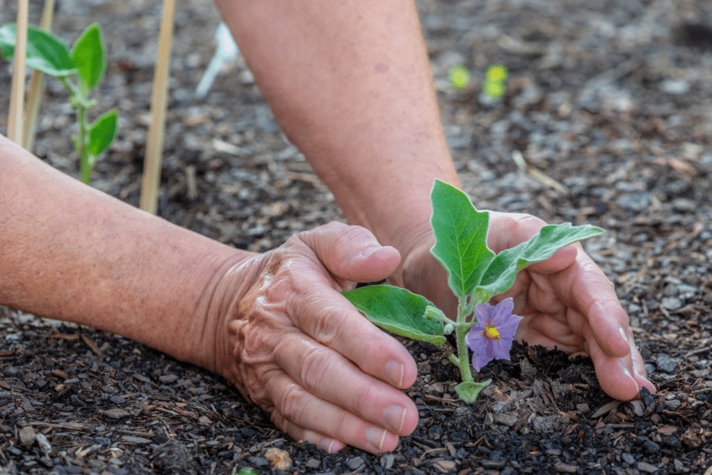 garder un pied d'aubergine d'une année sur l'autre