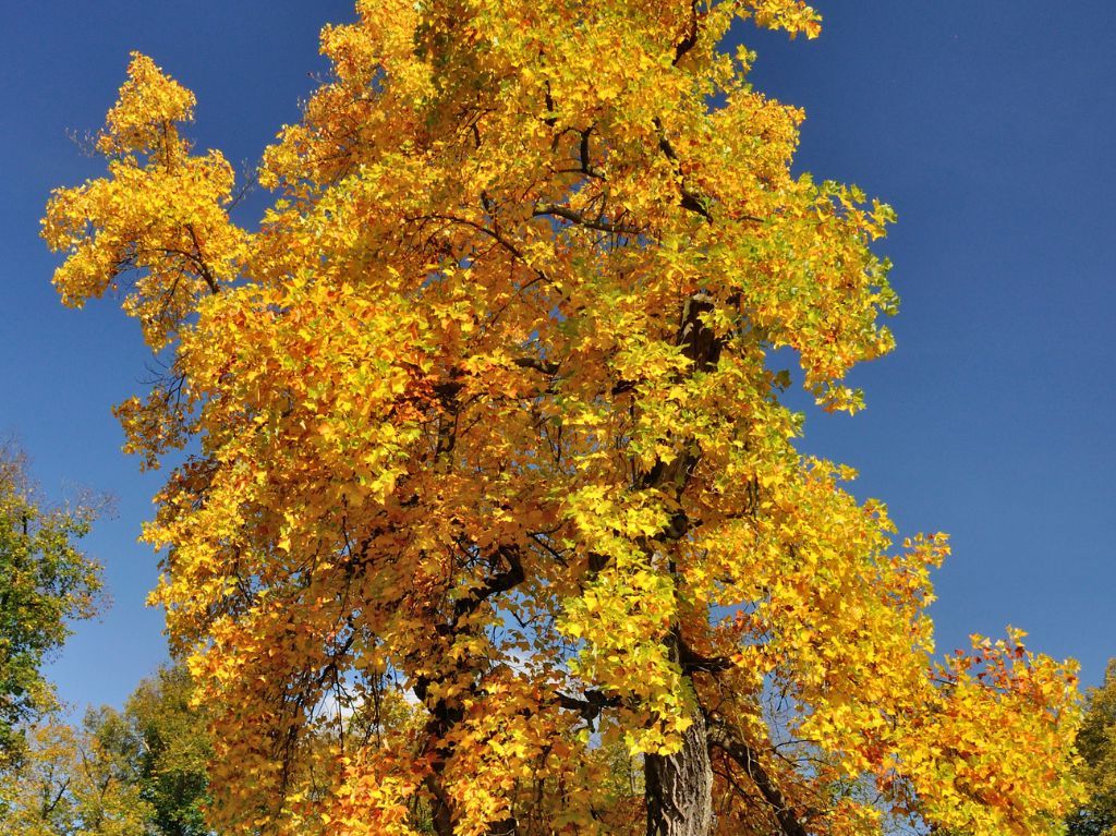 inconvénients du tulipier de virginie
