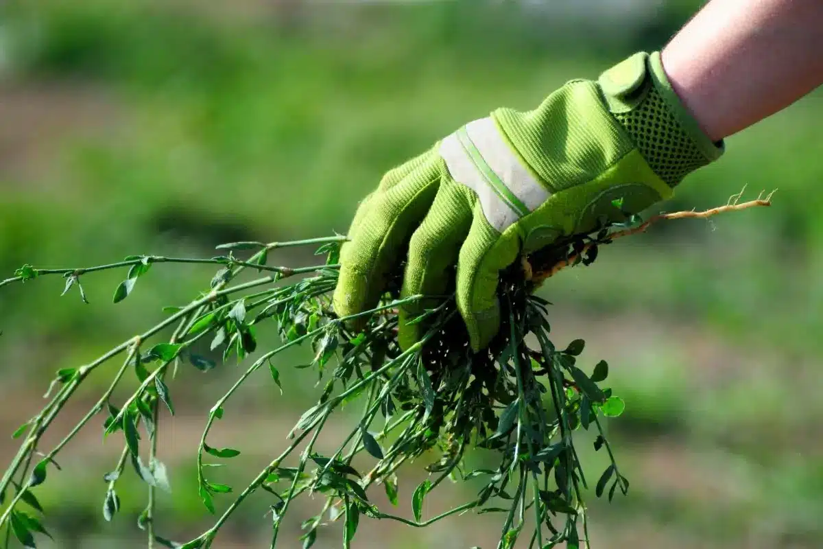 est ce que l'acide chlorhydrique peut tuer un arbre