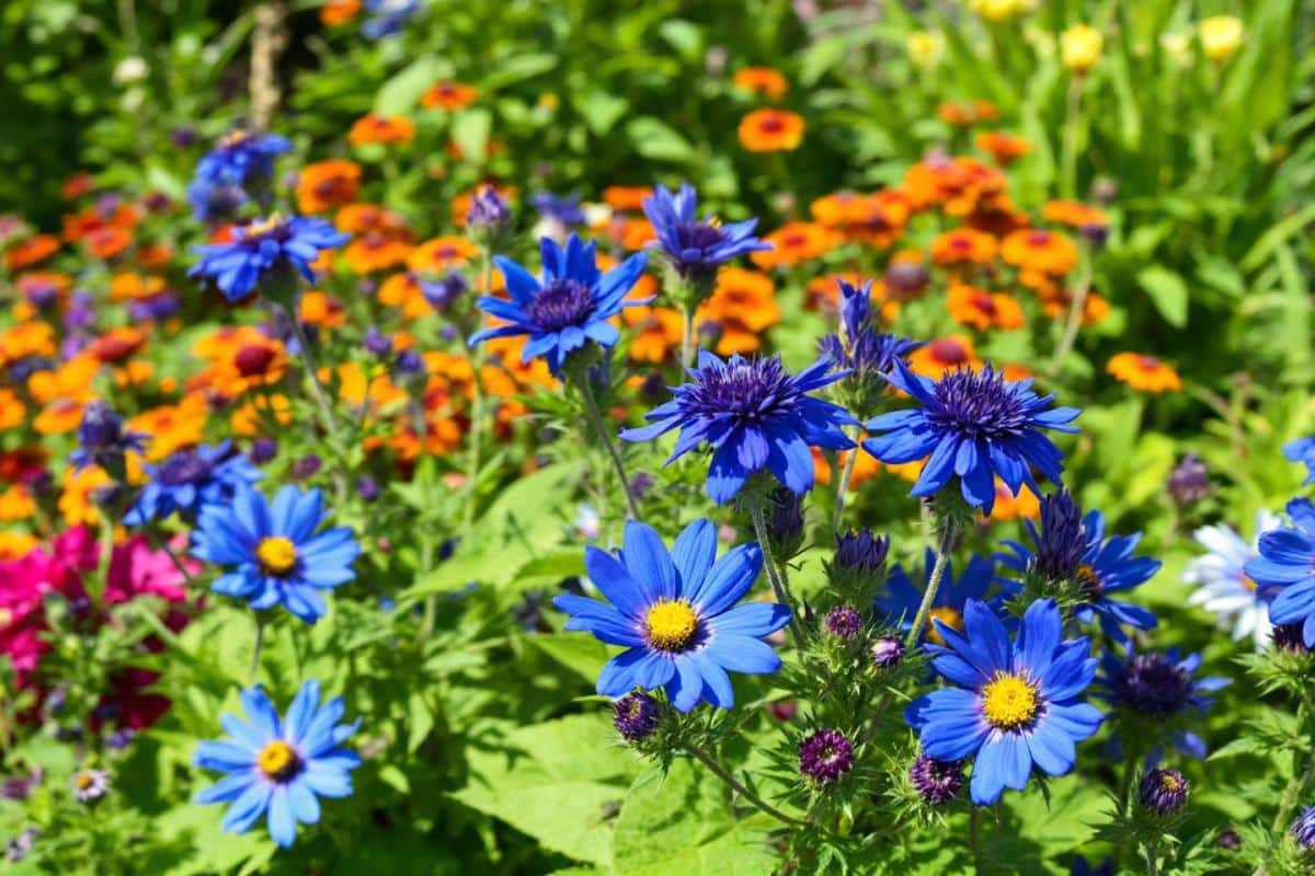 Les plus belles couleurs complémentaires du bleu