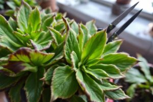 Faut-il couper le bout des feuilles marron ?